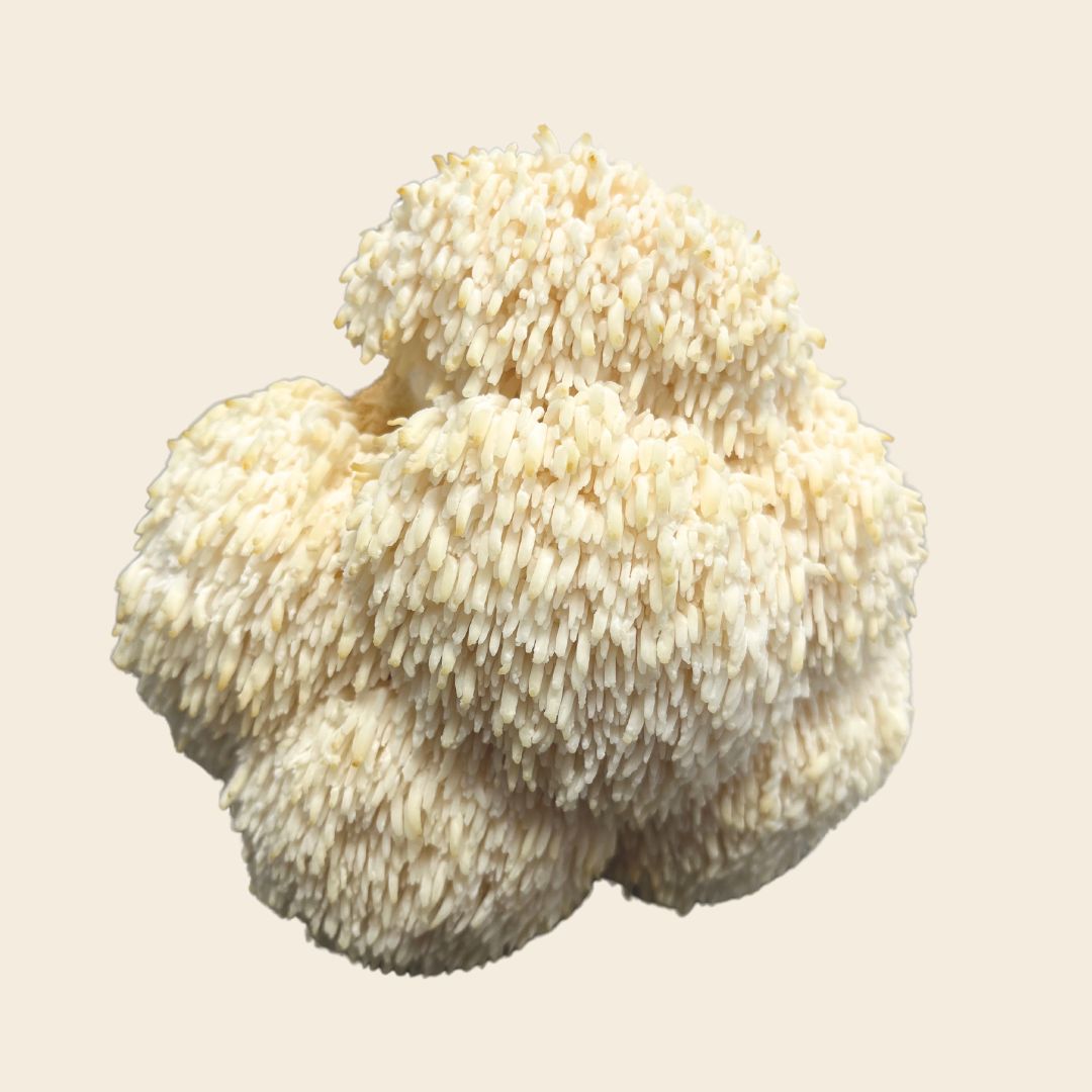 Dehydrated Lion's Mane Mushroom
