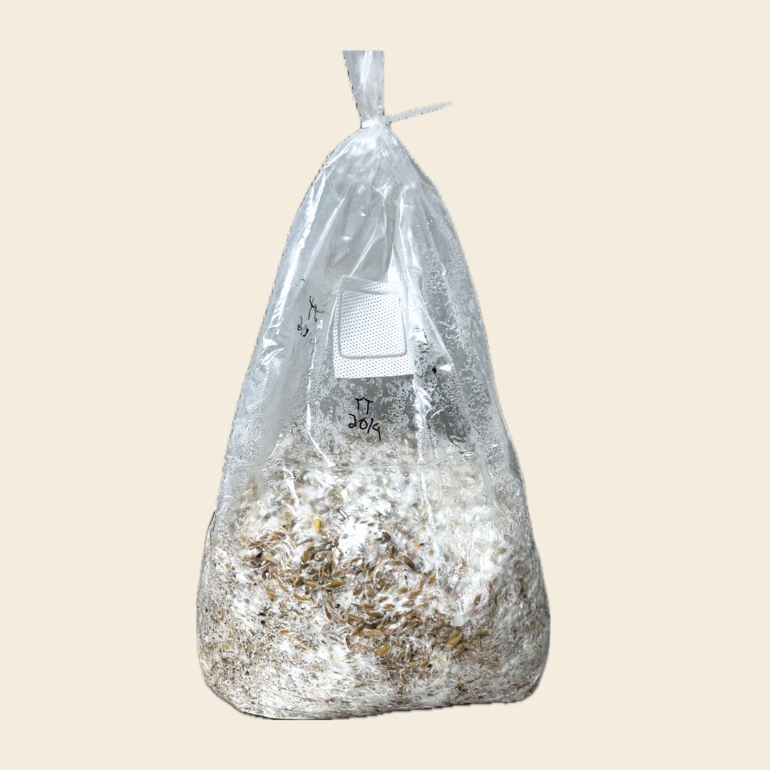 Colonized Mushroom Grain Spawn