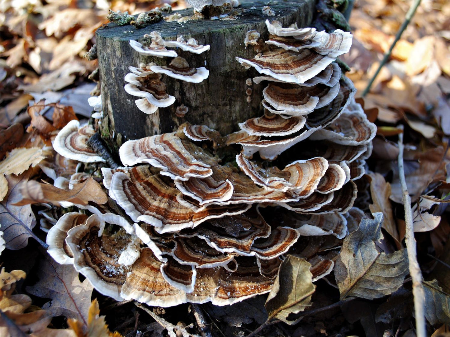 Dehydrated Turkey Tail Mushroom