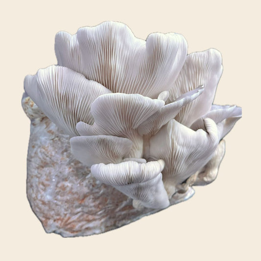 How to Use Your Microbe Monastery Mushroom Grow Kit