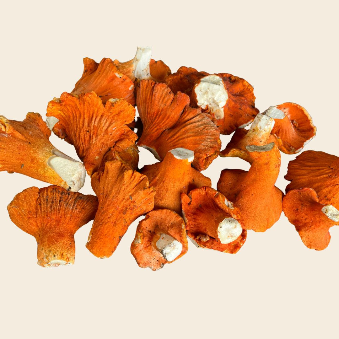 Fall Mushroom Foraging in Manitoba Canada