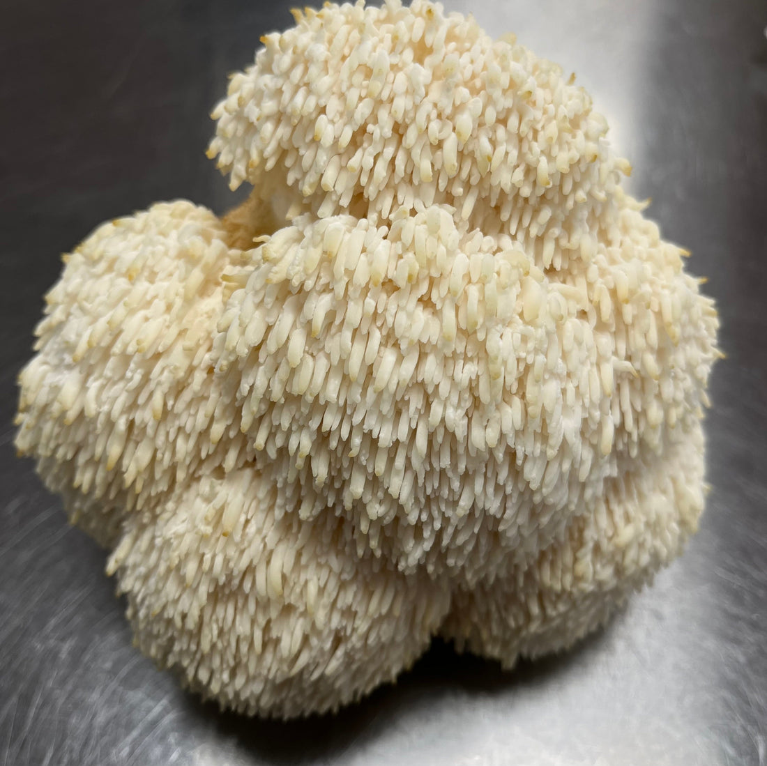 Lion's Mane: a Neurological Powerhouse with a Sweet Aroma
