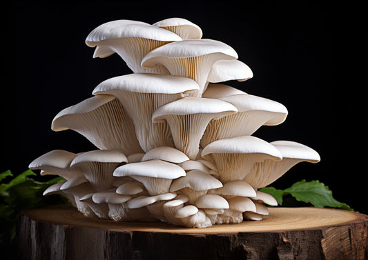 Hungarian Mushroom Soup with Oyster Mushrooms and Lion’s Mane