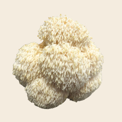 Dehydrated Lion's Mane Mushroom