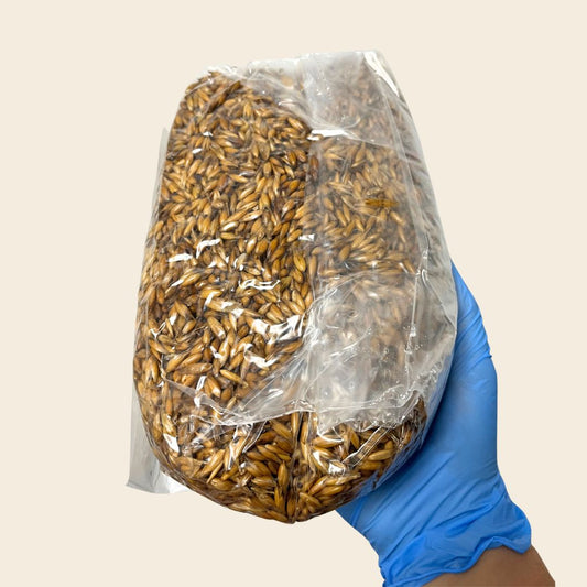 Sterile Mushroom Grain Spawn (Oats)