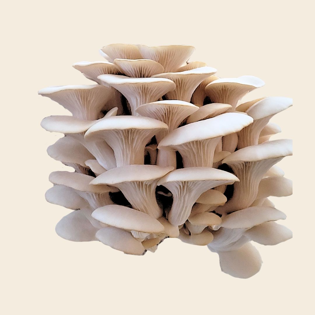 Dehydrated Oyster Mushrooms