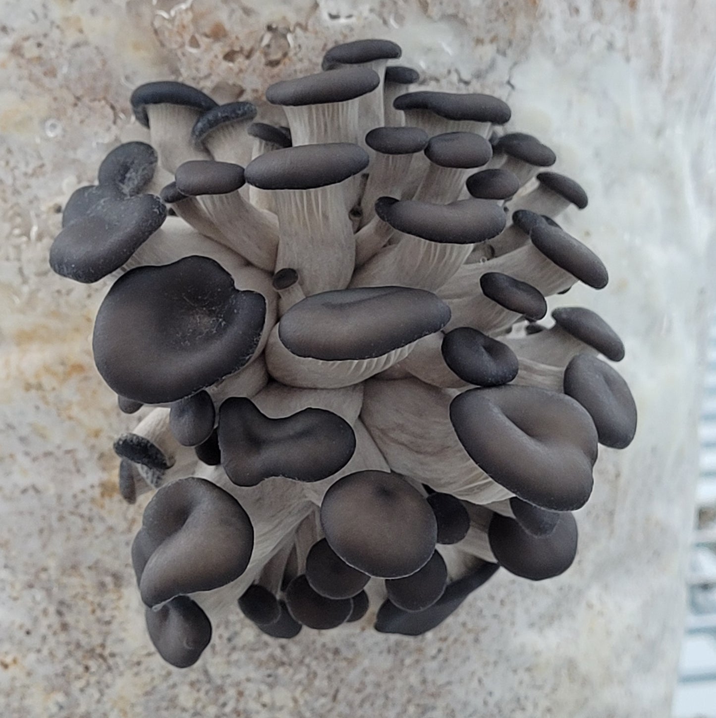 Fresh Mushroom Pick Up (Local Only)