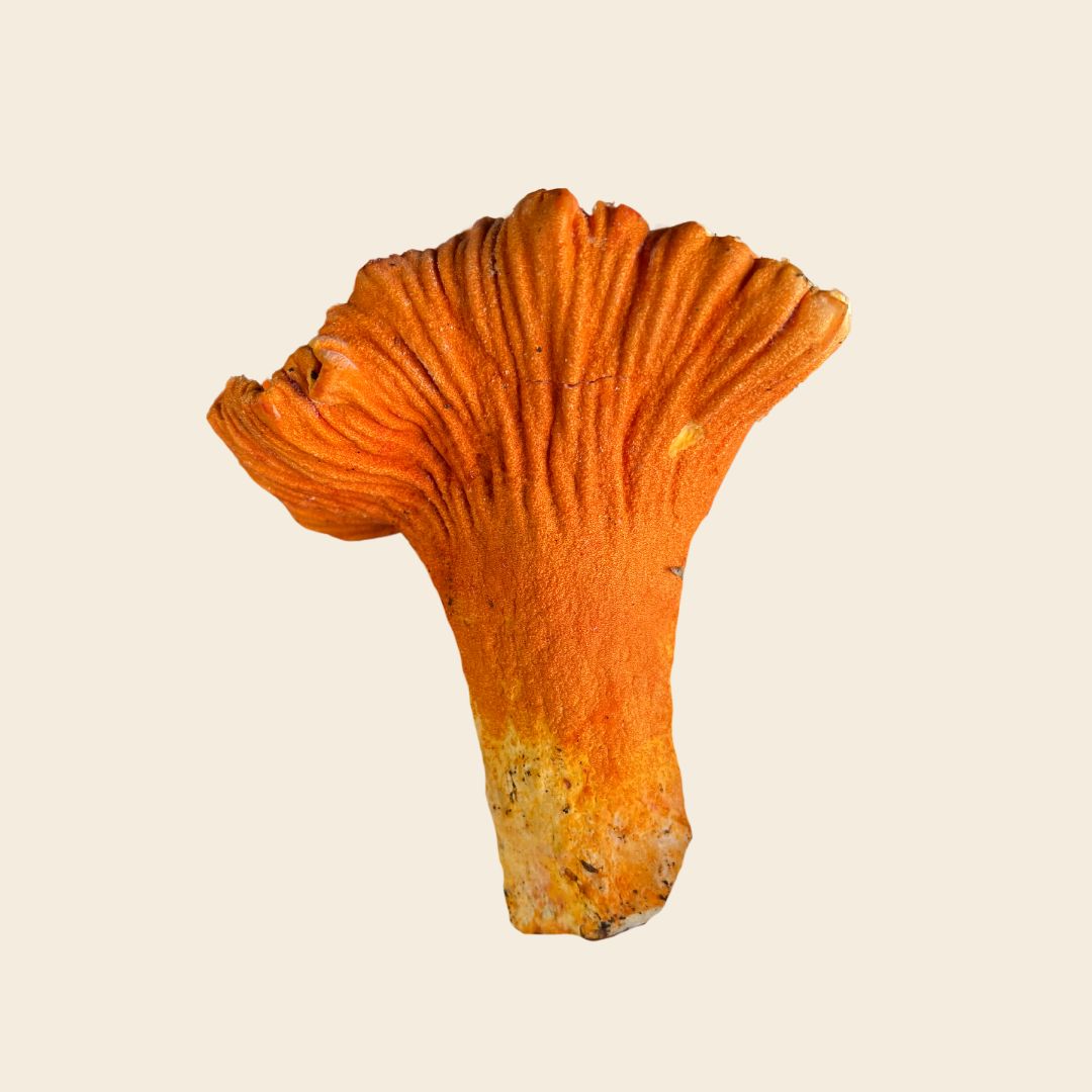 Dehydrated Wild Lobster Mushrooms Chunks